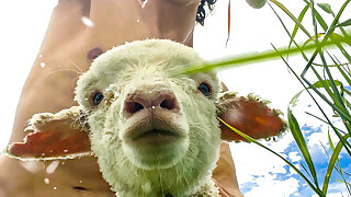 87 Pacific Islander Muscle beauty BrownBoyNZ Onlyfans Leaked